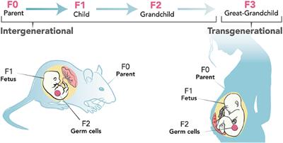 Prenatal maternal stress and offspring aggressive behavior: Intergenerational and transgenerational inheritance